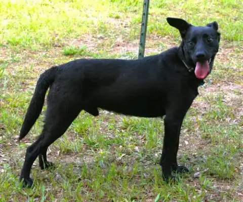 Onyx photo 3