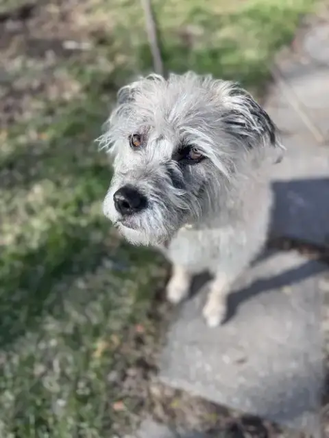 Ayla