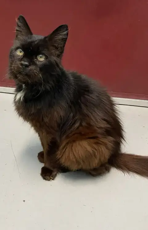 Doctor Fontaine: Not At The Shelter