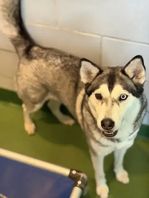 Makani
