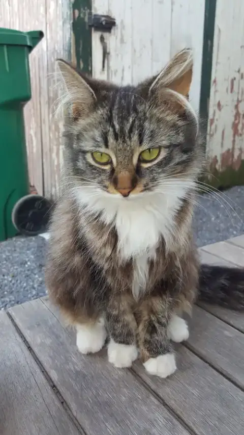My Purrrrrfect Partner photo 3