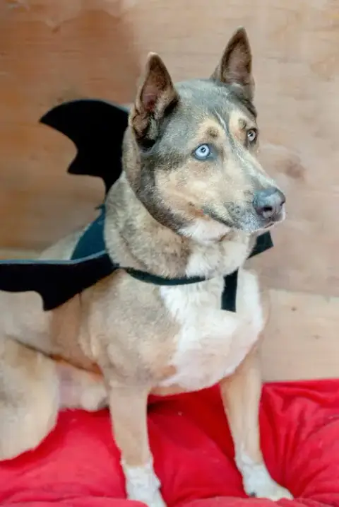 Batman photo 3