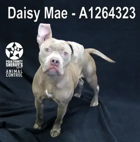 Daisy Mae