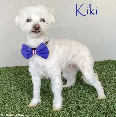 Kiki