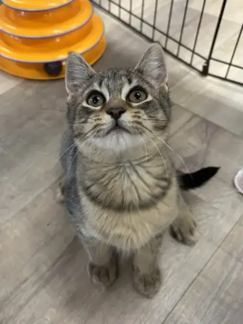 Josie