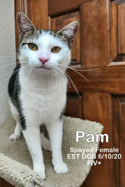 Pam photo 3