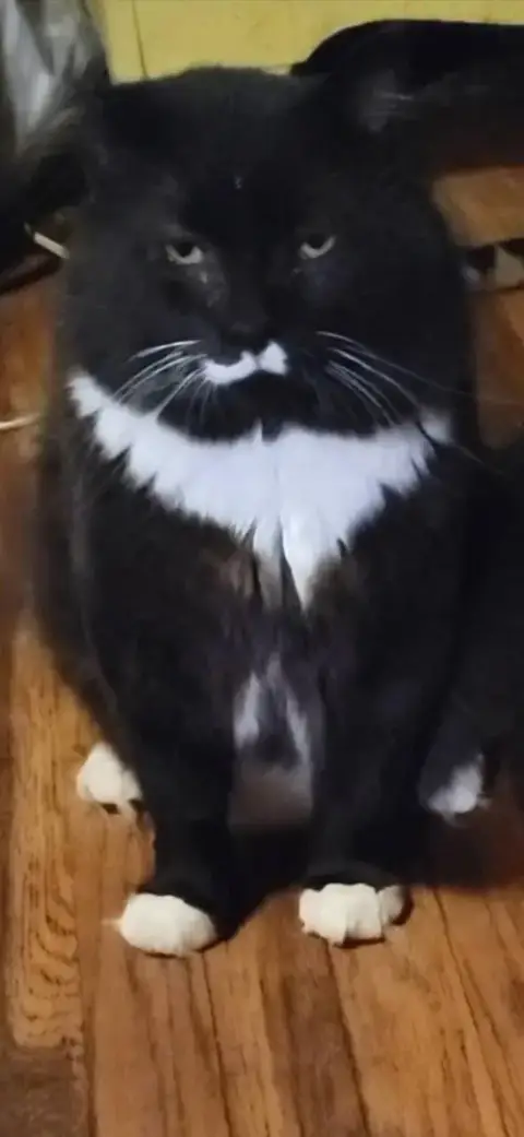 Pudding