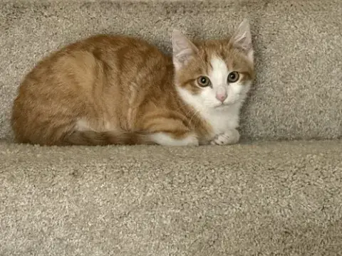 Kitten Rusty photo 2