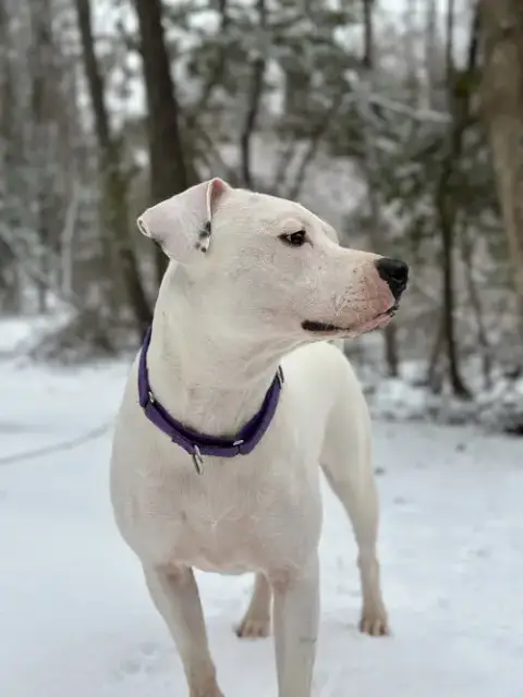 Piper photo 4
