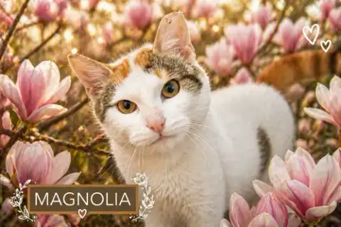 Magnolia