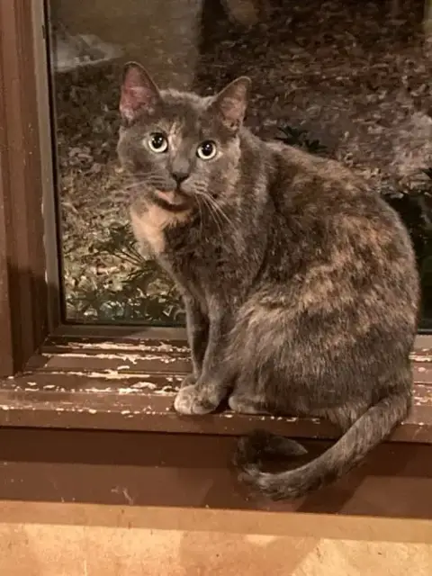 Tootsie