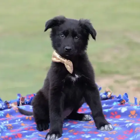Teddy photo 4