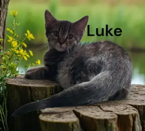 Luke photo 2