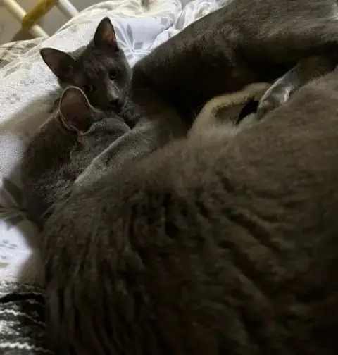Cayenne photo 4
