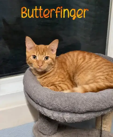 Butterfinger photo 3