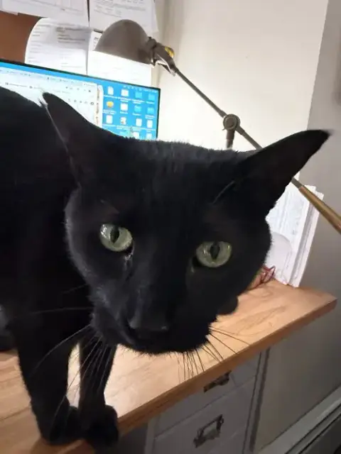 Pip photo 4