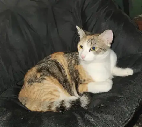 Lala