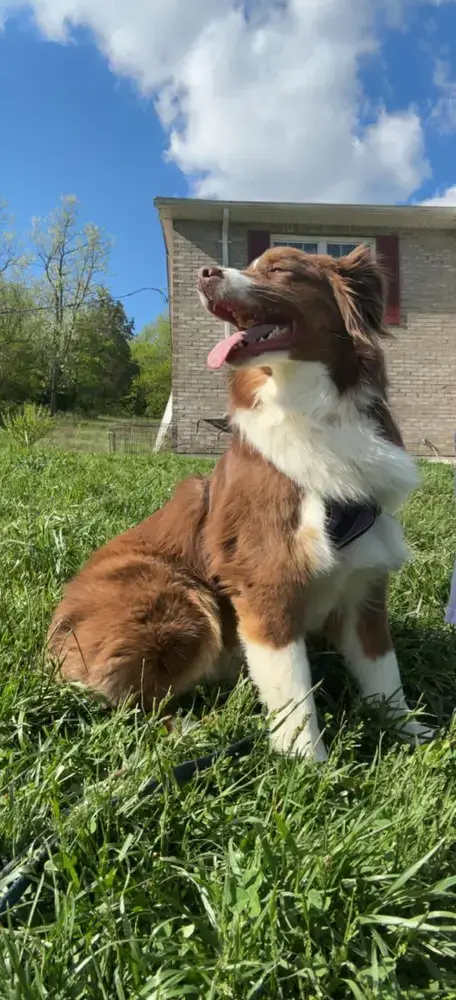 Nova