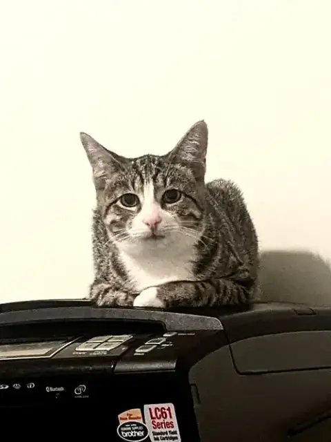 Pepper Jack photo 3