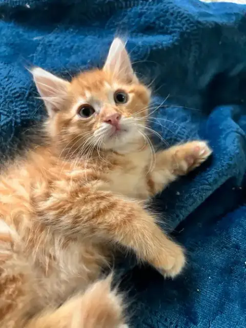 Cats/Kittens photo 4