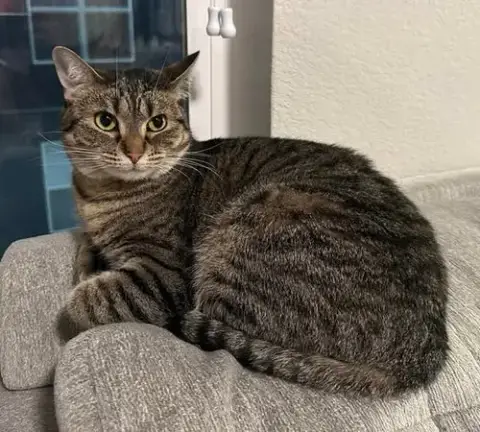 Posie