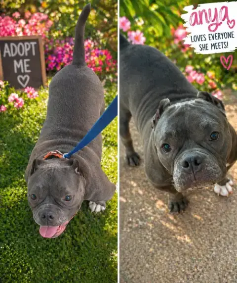 Anya