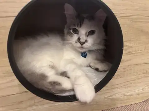 Marshmallow Ragdoll photo 3