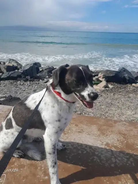 Max