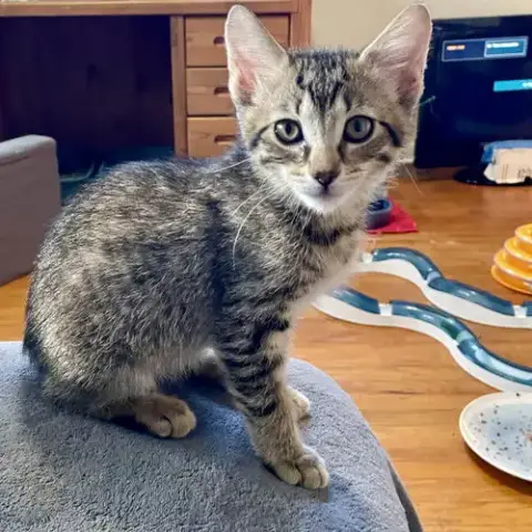 Stella