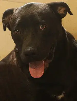 Buck