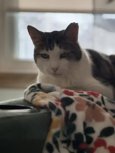 Elmo photo 4