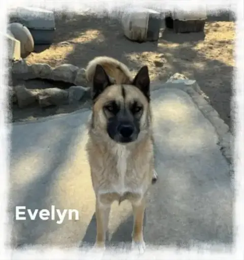 Evee photo 3