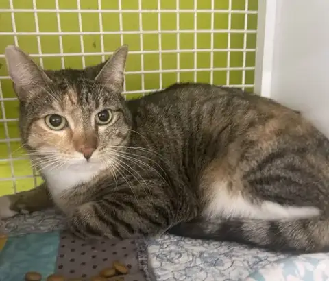 Tabby Cat