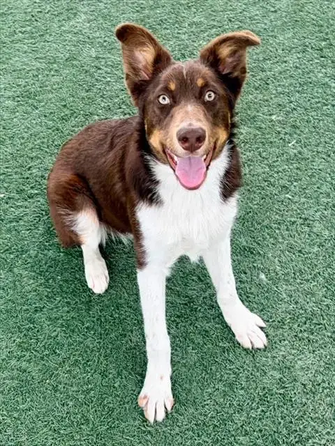 Skipper