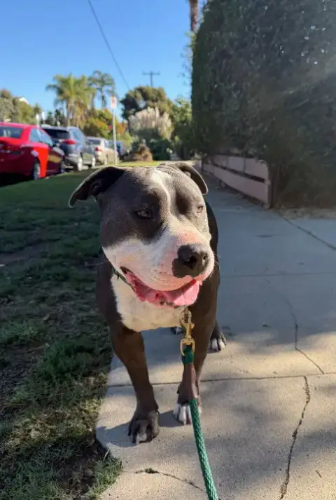Benny photo 3