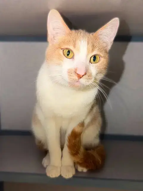 Fernando