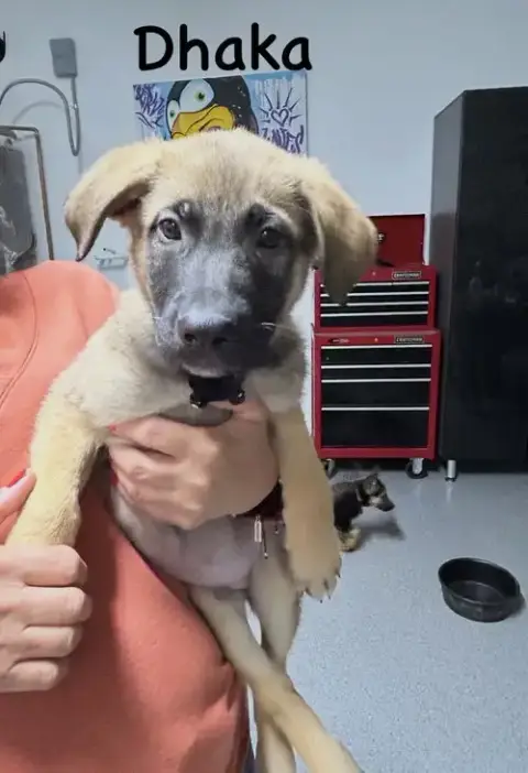 Worldwide Woofs Litter
