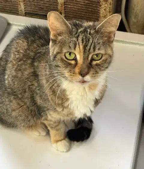 Abigail