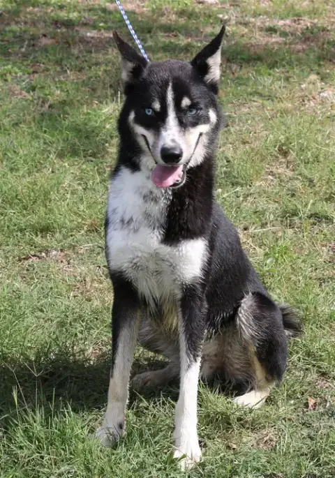 Ryker