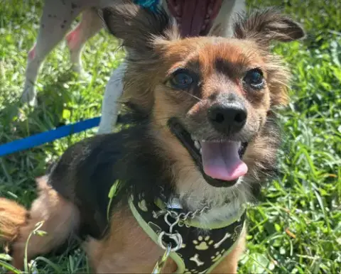 Sydney Adoption Pending photo 3