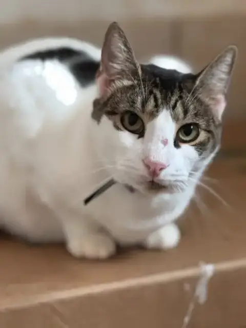 Domino Aka Batman