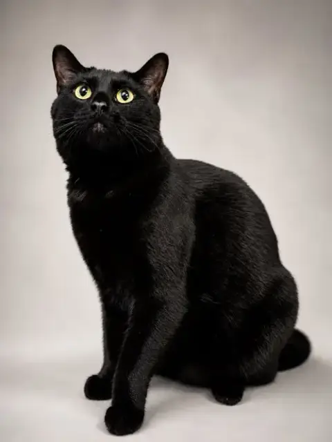 Jade