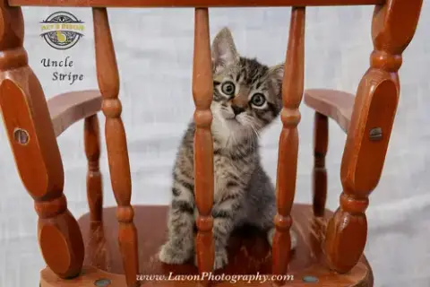 Uncle Stripe photo 4