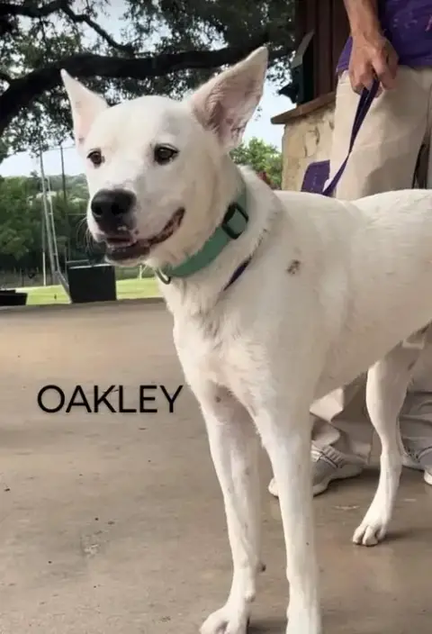 Oakley photo 3