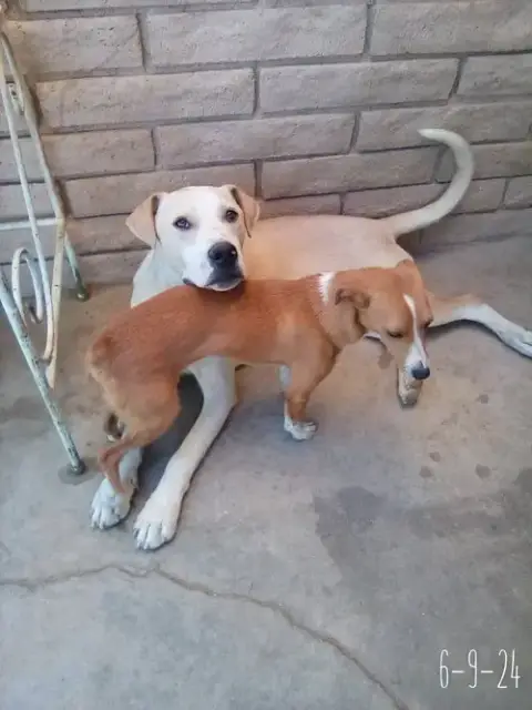 Jingles-His Bff Is Baby Girl