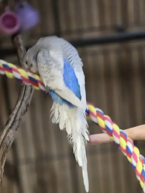 Chirp