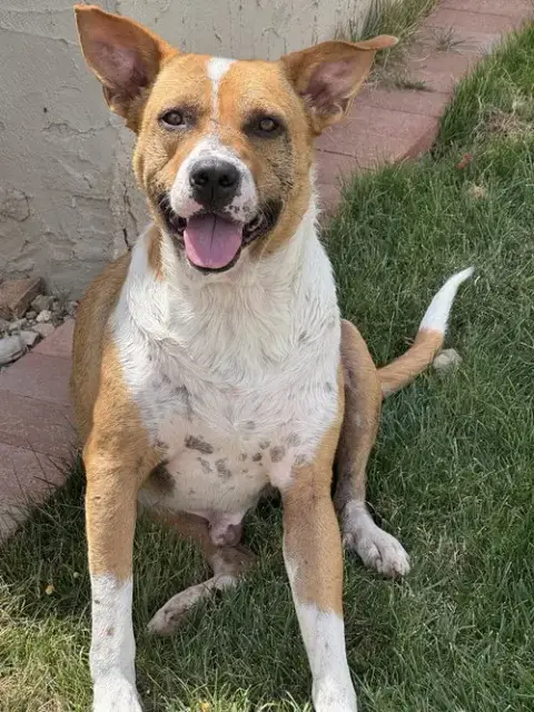 Ace