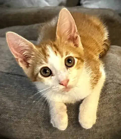 Alex