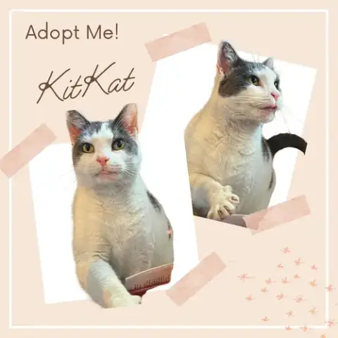 Kitkat photo 5
