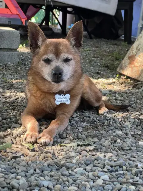 Dexter